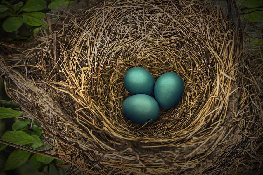 Nest of Blue Robin Eggs Photograph by Randall Nyhof