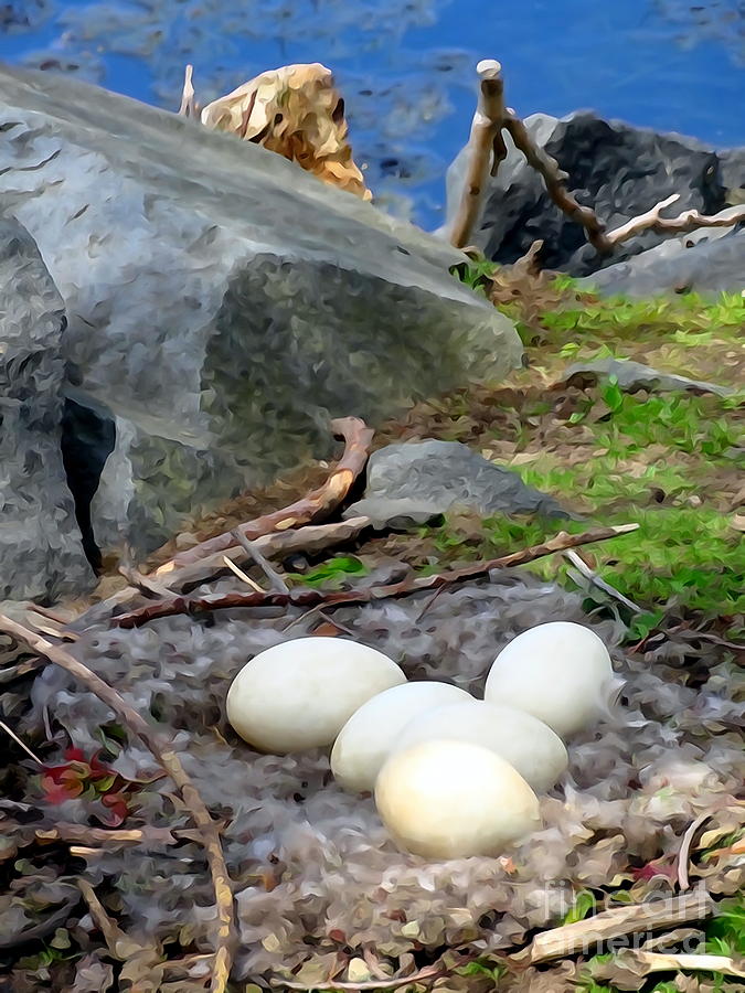 Nest Of Duck Eggs Photograph by Ed Weidman