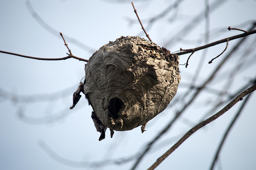 Nest On A Branch Photograph