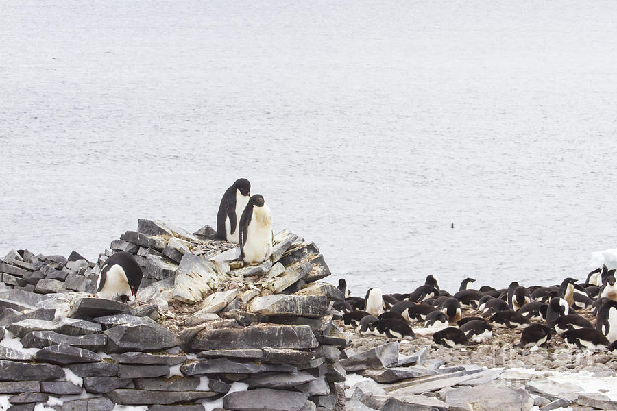 Nesting adelie penguins, stone hut, paulet island, antarctica Photograph by Karen Foley