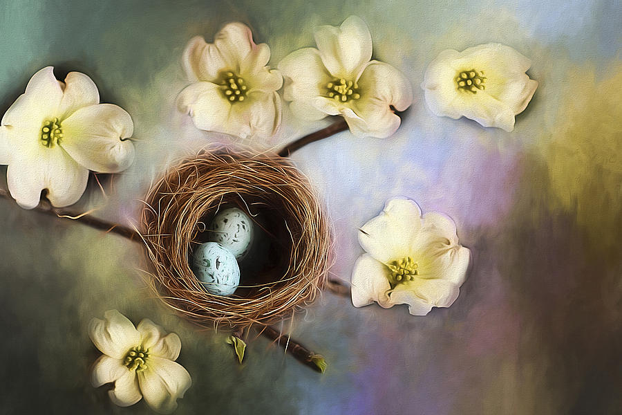 Nesting among the Dogwoods Photograph by Darren Fisher