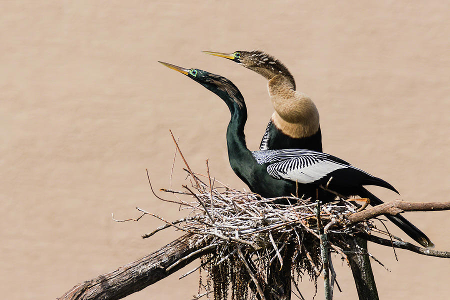 Nesting Anhinga Couple Photograph by Dawn Currie