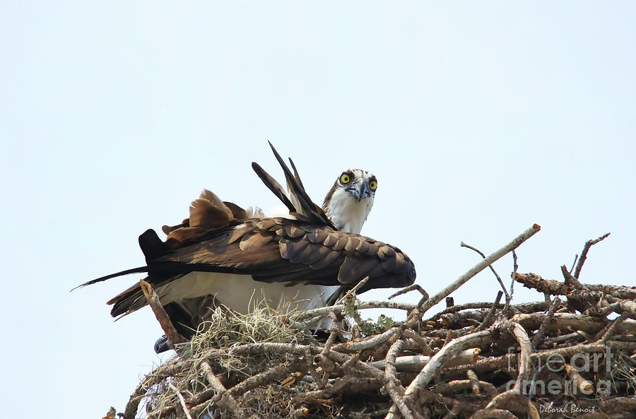 Osprey Photograph - Nesting At Walmart by Deborah Benoit