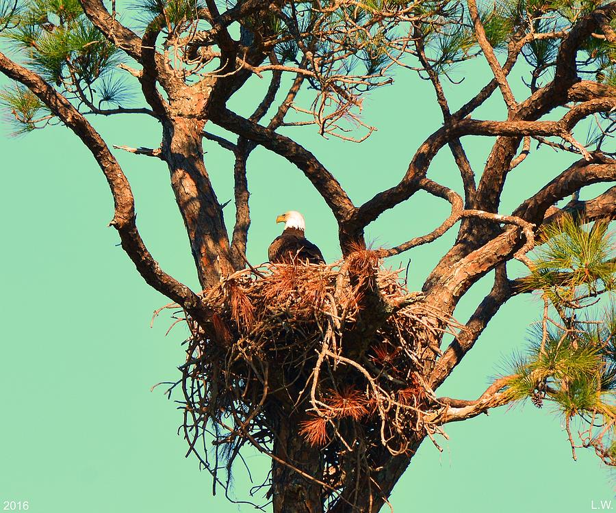 Nesting Bald Eagle Photograph by Lisa Wooten