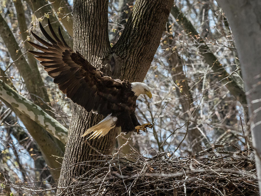 Nesting Bald Eagle Photograph by Walt Sterneman