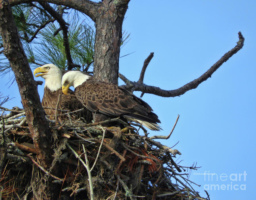 Nesting Bald Eagles 2016 Photograph by Deborah Benoit