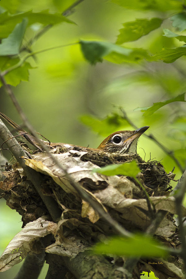 Wood Thrush Nest Photograph by Christina Rollo