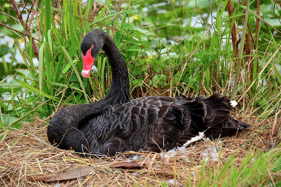Nesting Black Swan Photograph by Carol Bradley
