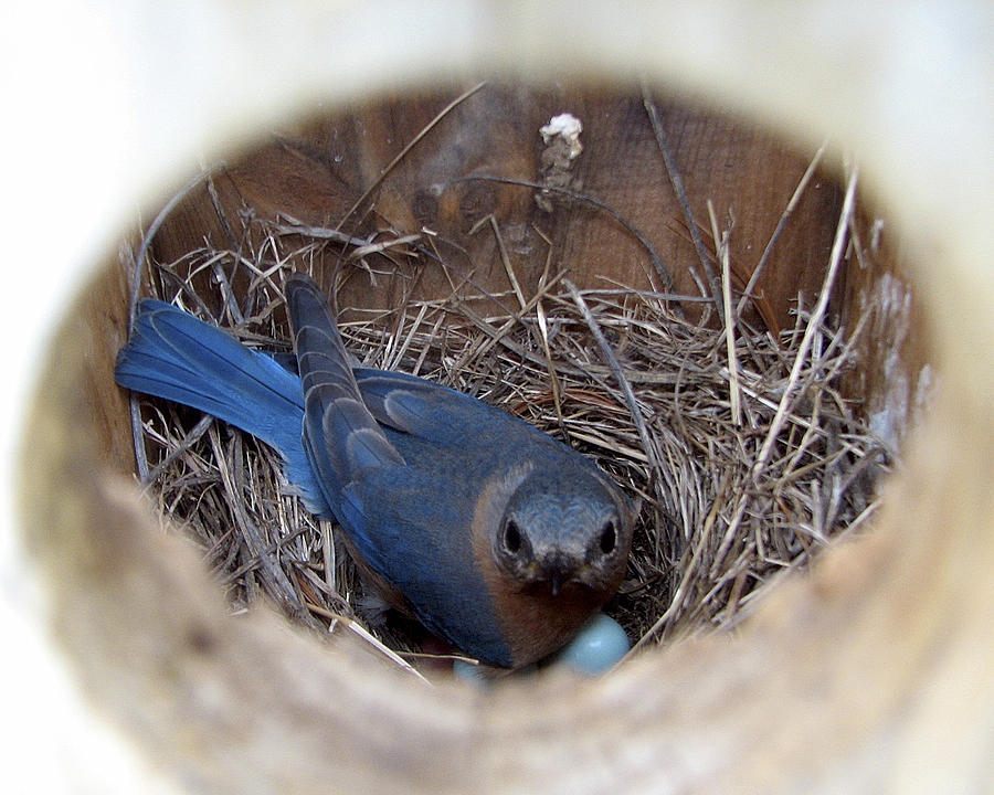 Nesting Bluebird Photograph by George Jones