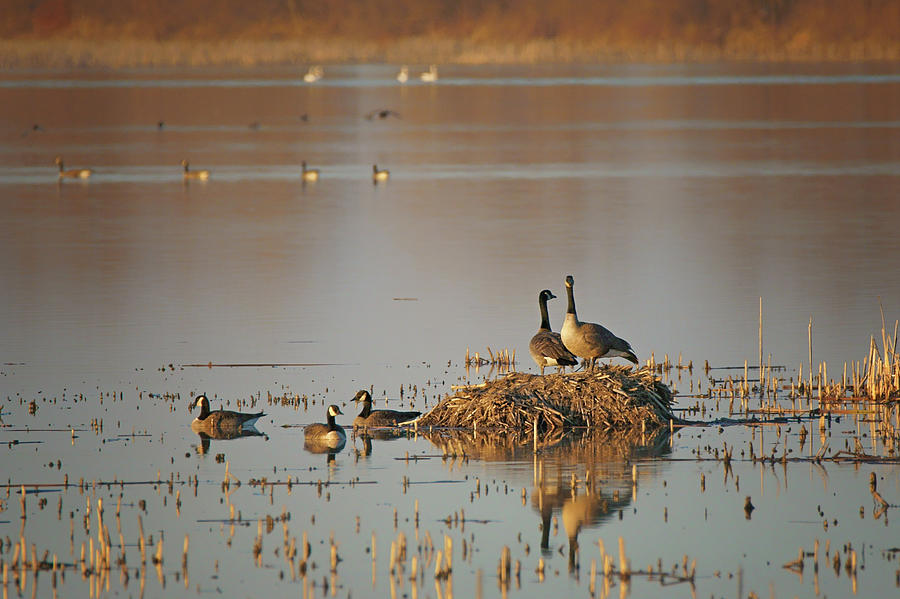 Nesting - Canada Geese Photograph by Nikolyn McDonald