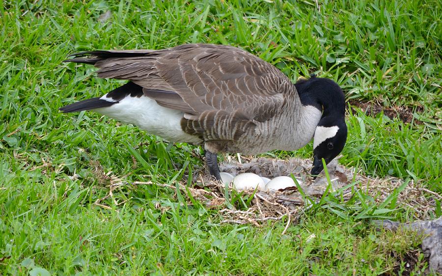 Nesting Canada Goose with Eggs Photograph by Richard Bryce and Family