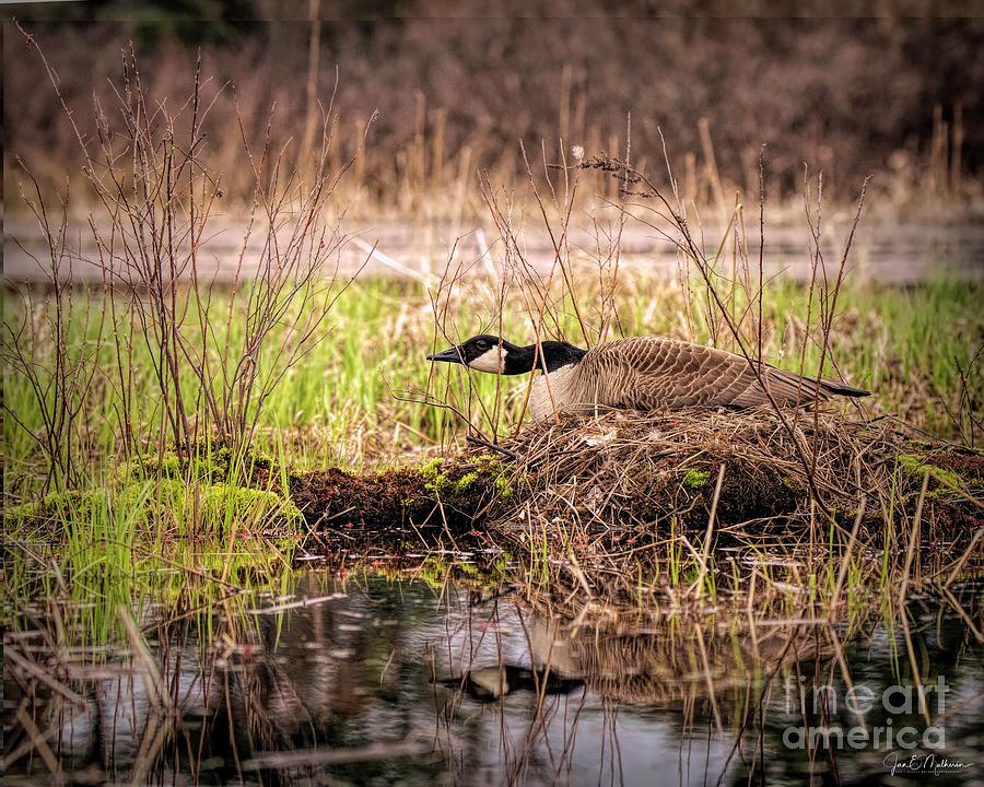 Nesting - Canadian Goose Photograph by Jan Mulherin