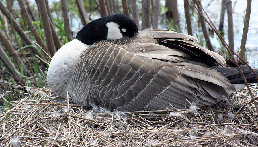 Goose Photograph - Nesting by Cathy Beharriell