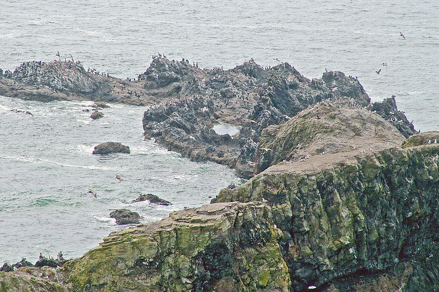 Nesting Common Murres at  Ecola Point in Ecola State Park, Oregon Photograph by Ruth Hager