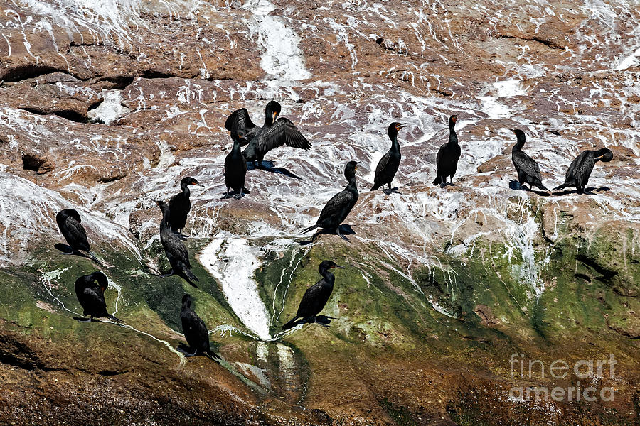 Wildlife Photograph - Nesting Cormorants by Nicolaas Honig
