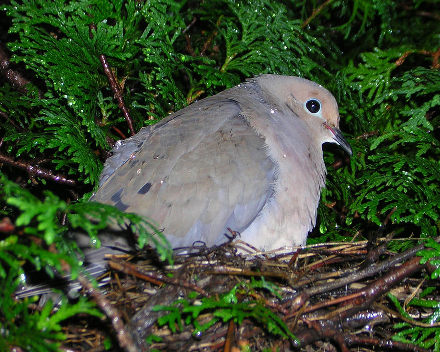 Nesting Dove Photograph by George Jones