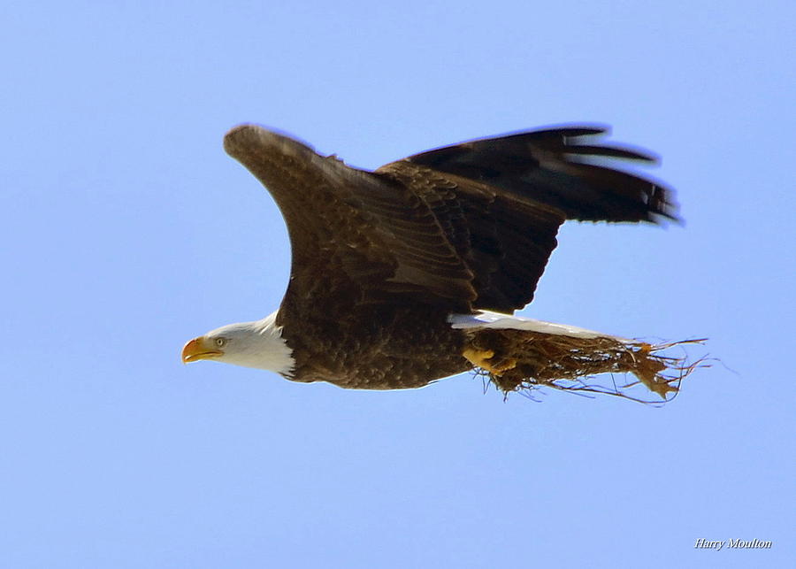 Nesting Eagle Photograph by Harry Moulton