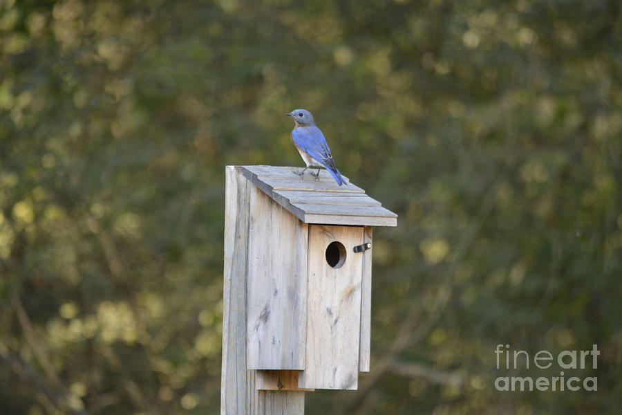 Nesting Eastern Blue Bird 2 Photograph by Barb Dalton