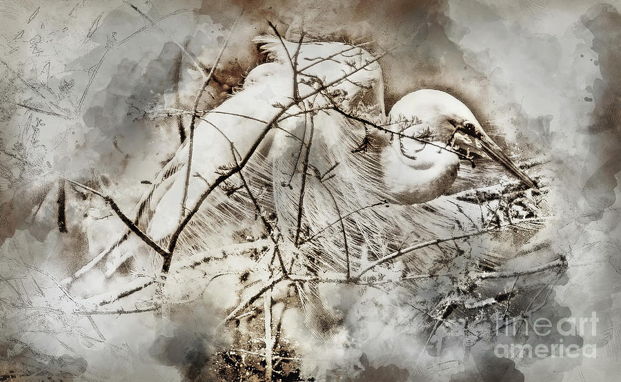 Nesting Egret - Digital Art Digital Art by David Smith