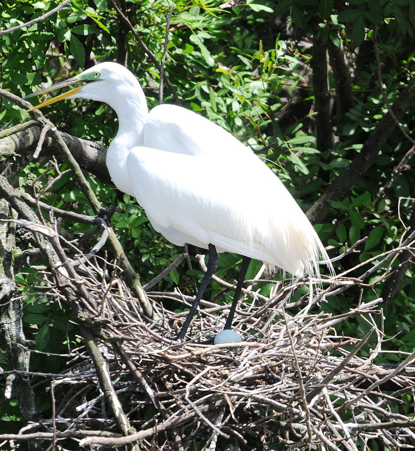 Nesting Egret Photograph by Kicking Bear  Productions
