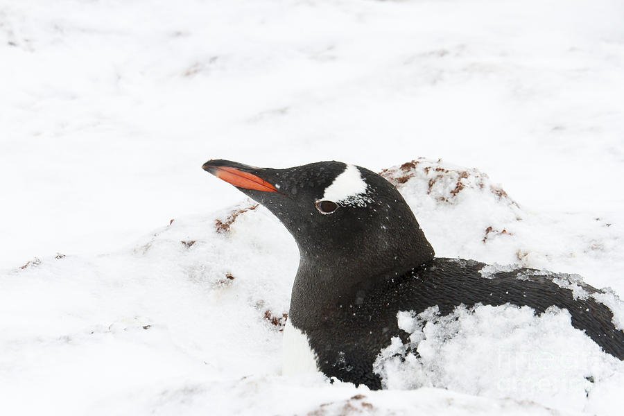 Nesting gentoo penguin in snow Photograph by Karen Foley