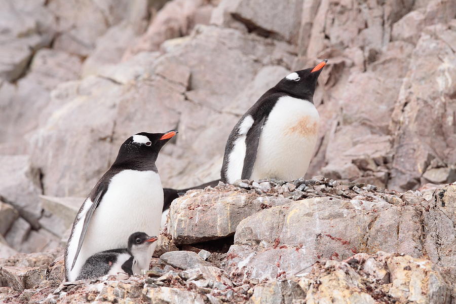 Nesting Gentoo Penguins Photograph by Bruce J Robinson
