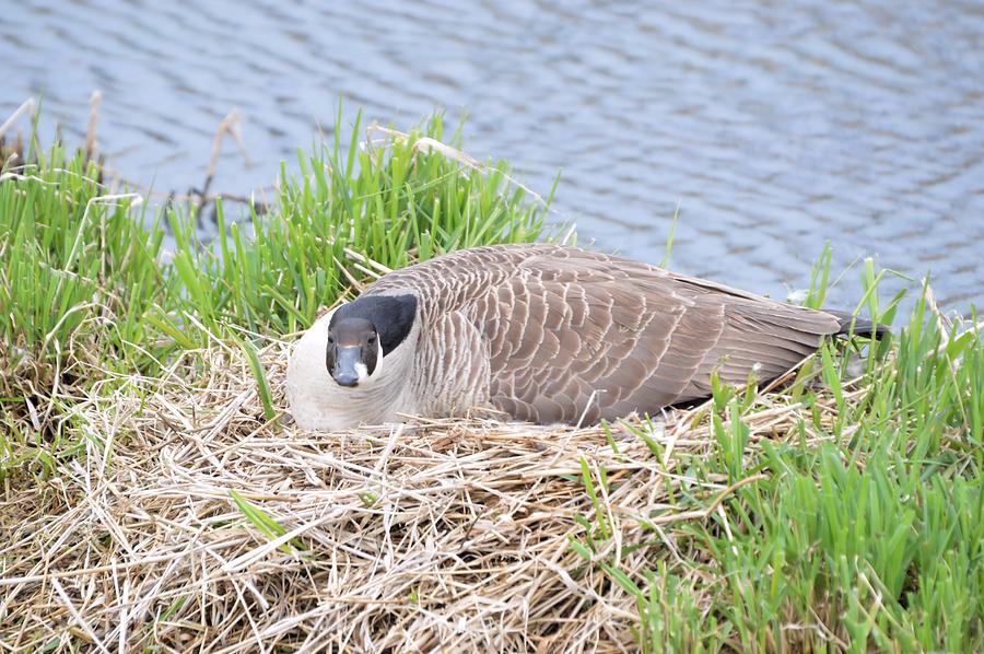 Nesting Goose Photograph by Bonfire Photography