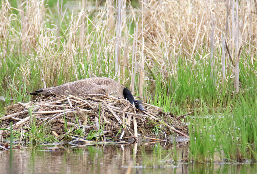 Nesting Goose Photograph by Brook Burling