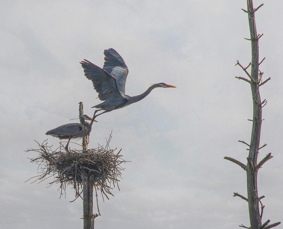 Nesting Great Blue Heron Photograph by Betty Pauwels