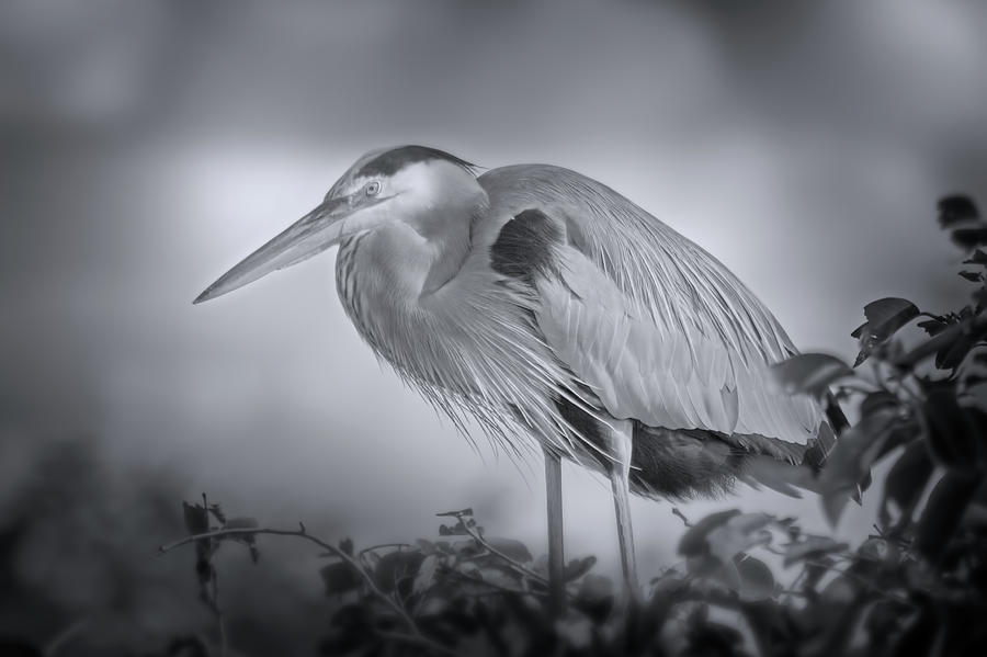 Nesting Great Blue Heron  Photograph by Mark Andrew Thomas