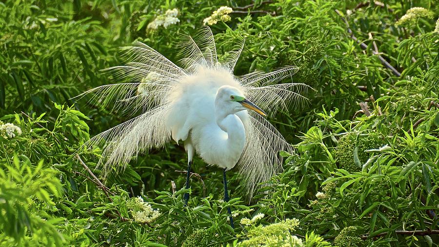 Nesting Great Egret in Breeding Plumage and Color Photograph by Carol Bradley