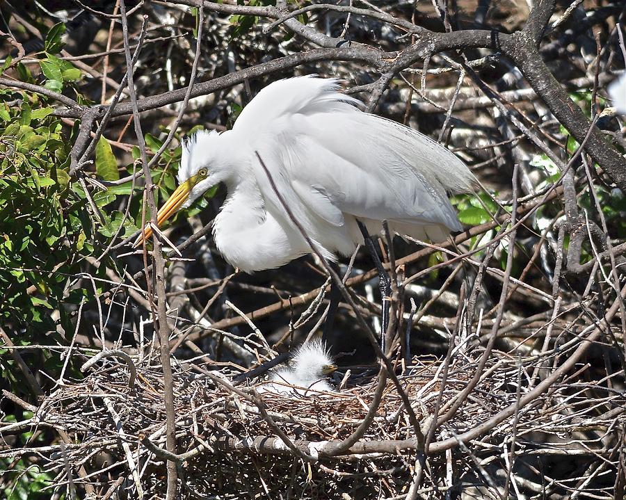 Nesting Great Egret With Chick Photograph by Carol Bradley