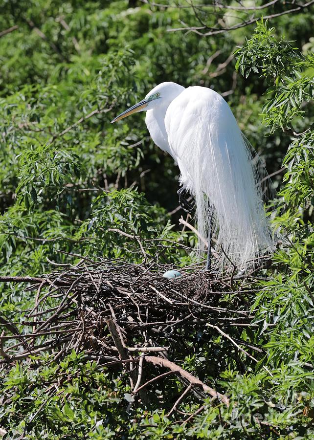 Nesting Great Egret with Egg Photograph by Carol Groenen
