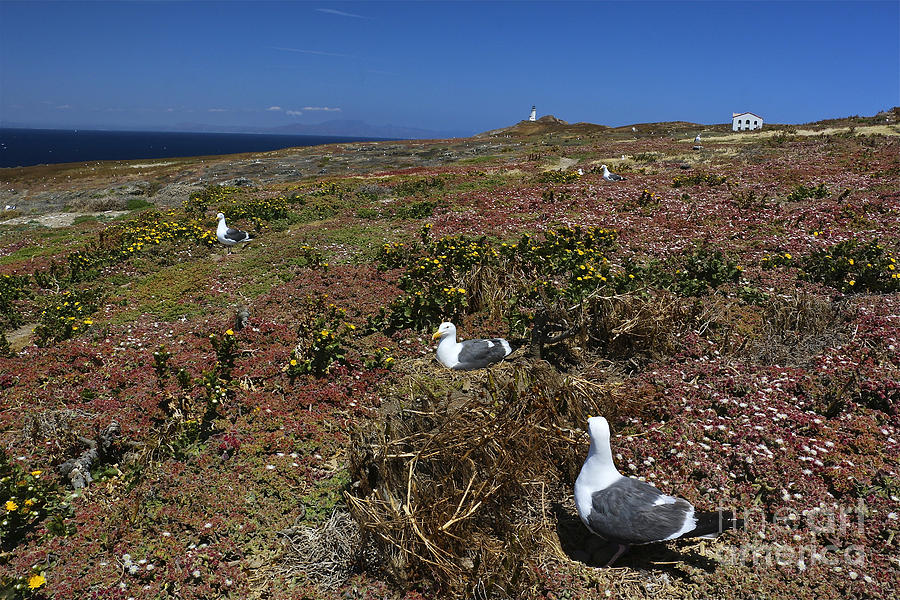 Nesting Gulls Of Anacapa Island Photograph by Heidi Peschel