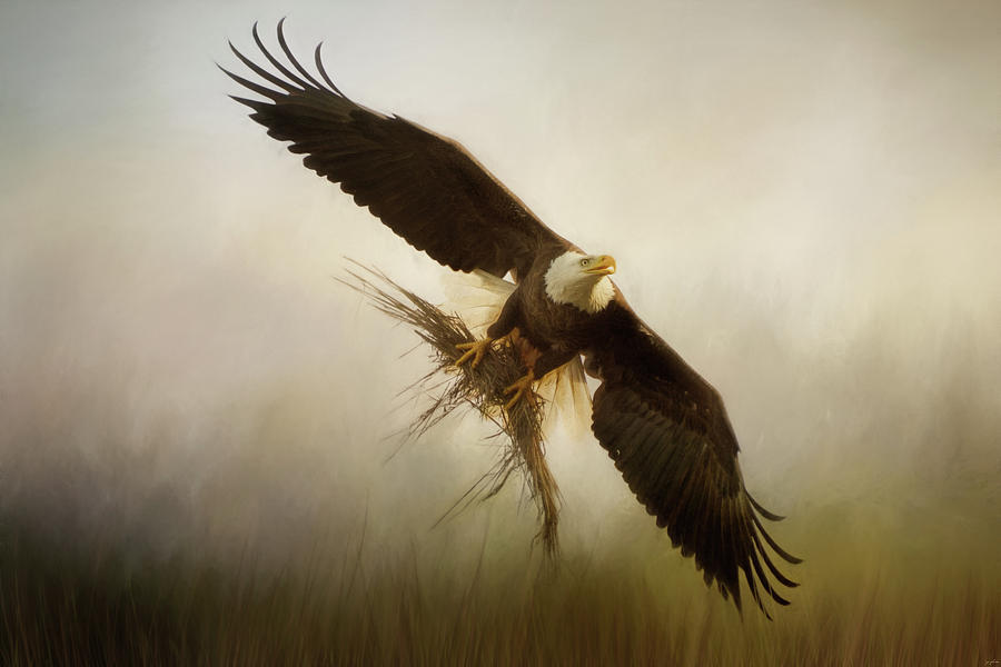 Nesting Harvest Bald Eagle Art Photograph by Jai Johnson Nesting Harvest Bald Eagle Art Photograph by Jai Johnson