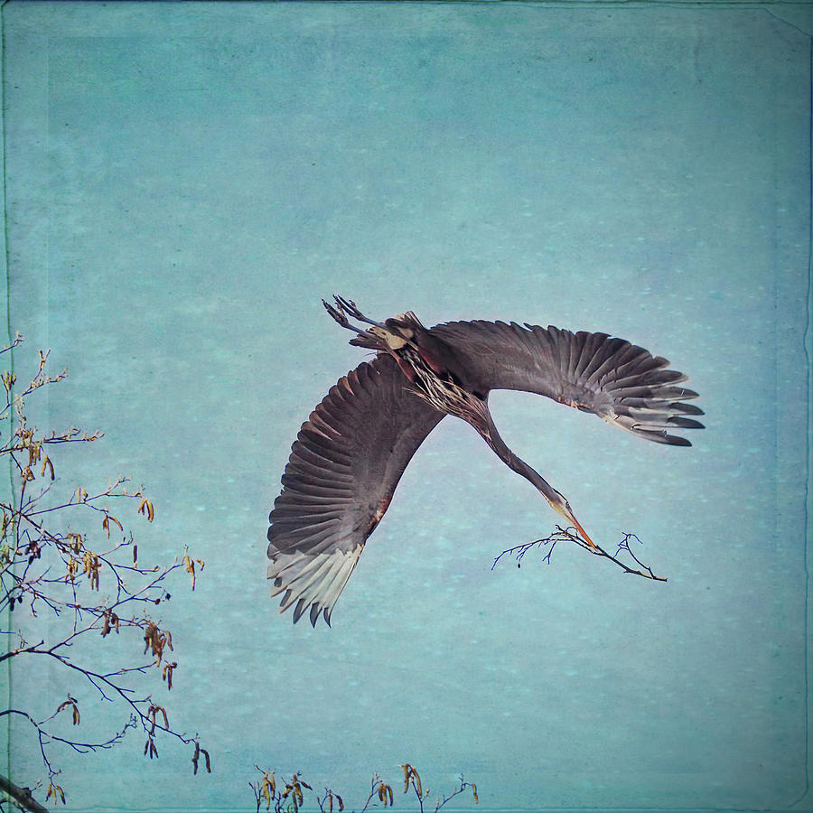 Nesting Heron in Flight Photograph by Peggy Collins