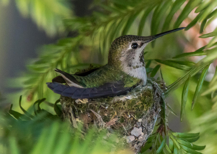 Hummingbird Photograph - Nesting Hummingbird by Randy Straka