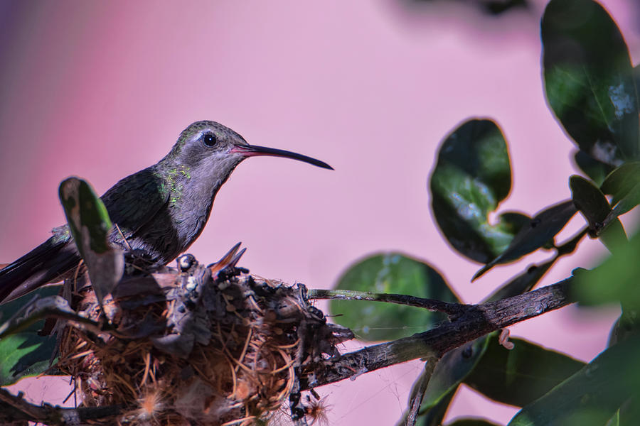Nesting Hummingbirds Photograph by Dan McManus