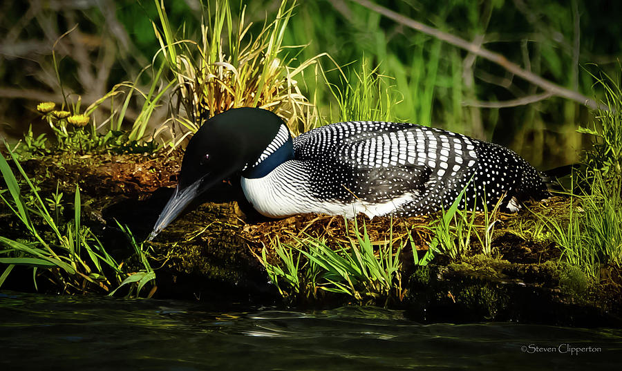 Nesting Loon 2 Photograph by Steven Clipperton
