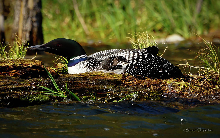 Nesting Loon 5 Photograph by Steven Clipperton