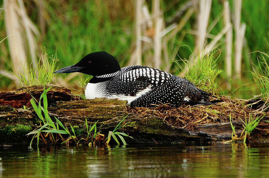 Nesting Loon 6 Photograph by Steven Clipperton