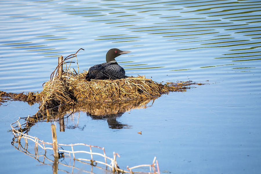 Nesting Loon Photograph by Penny Meyers