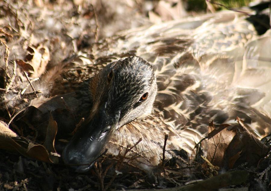 Nesting Mallard Photograph by Christopher J Kirby