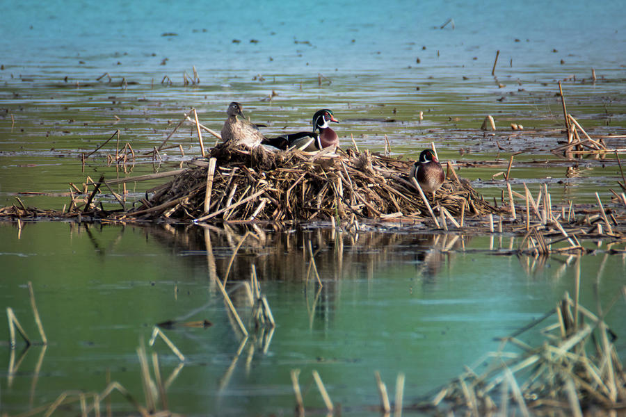 Nesting Mallards Photograph by Patti Deters