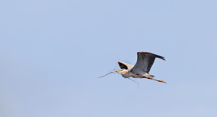 Nesting Material in Flight Photograph by Christy Cox