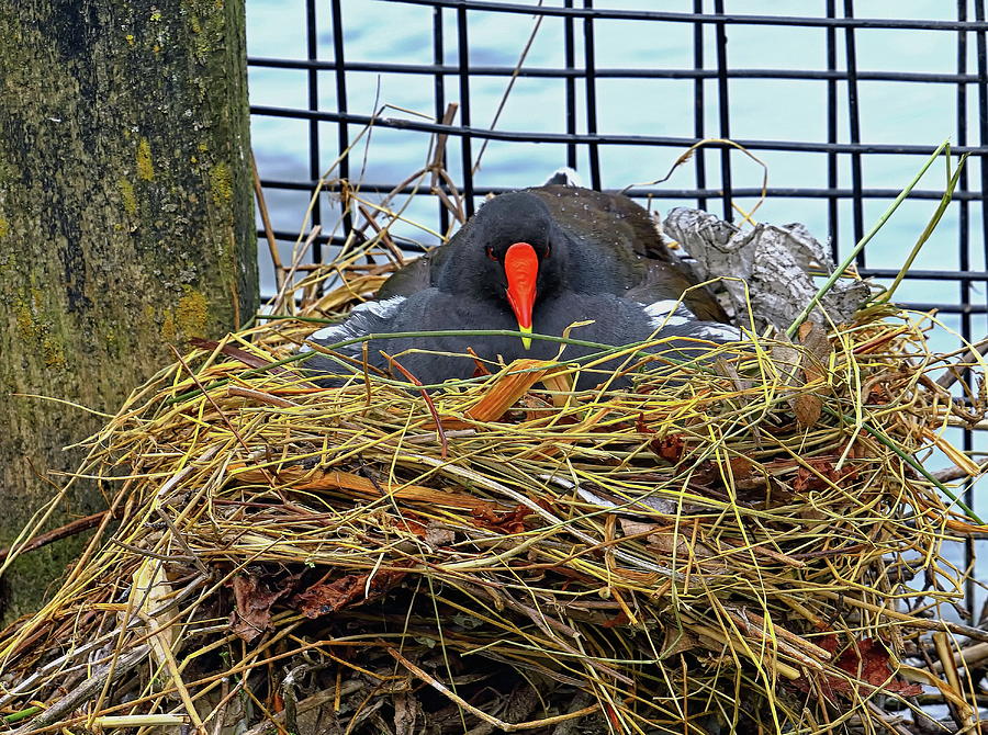 Nesting Moorhen Photograph by Jeff Townsend