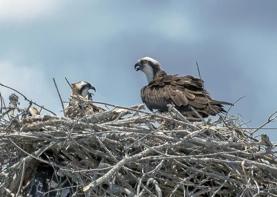 Nesting Osprey Photograph by Brian Wallace