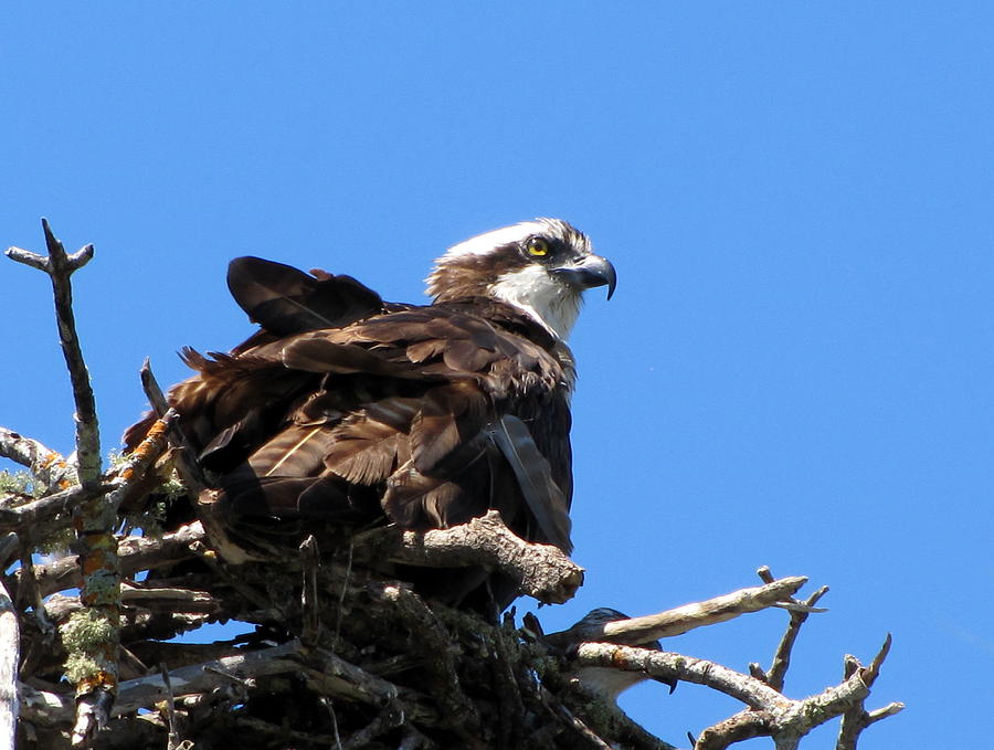Nesting Osprey   Photograph by Christopher Mercer