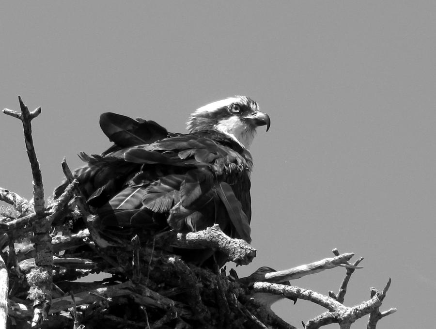 Nesting Osprey in Black and White    Photograph by Christopher Mercer