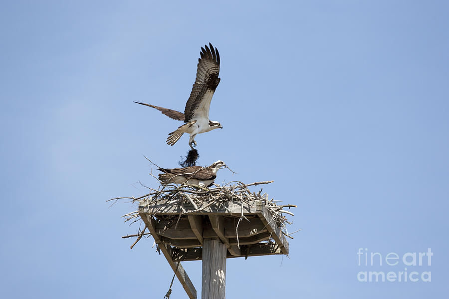 Nesting Osprey in New England Photograph by Erin Paul Donovan